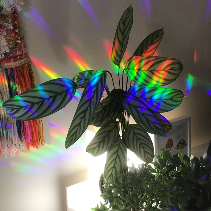 Butterfly Garden | Rainbow Suncatcher