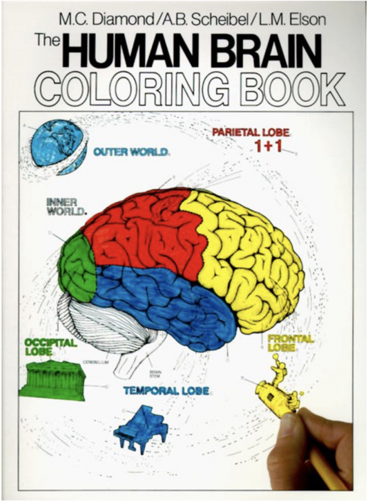 Human Brain Coloring Book