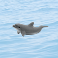 Lucky Dolphin Mini