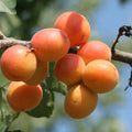 Apricot Oil