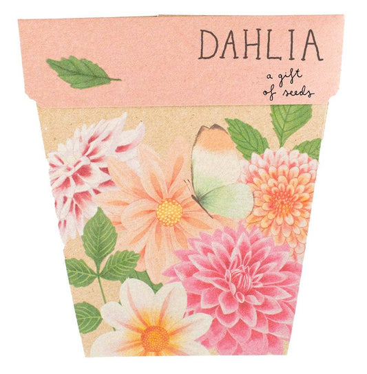 Dahlia | Gift of Seeds