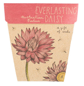 Everlasting Daisy Gift Of Seeds