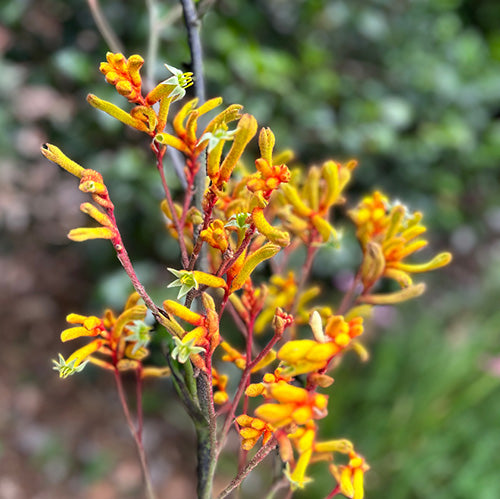 Kangaroo Paw Gift Of Seeds