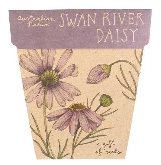 Swan River Daisy | Gift of Seeds