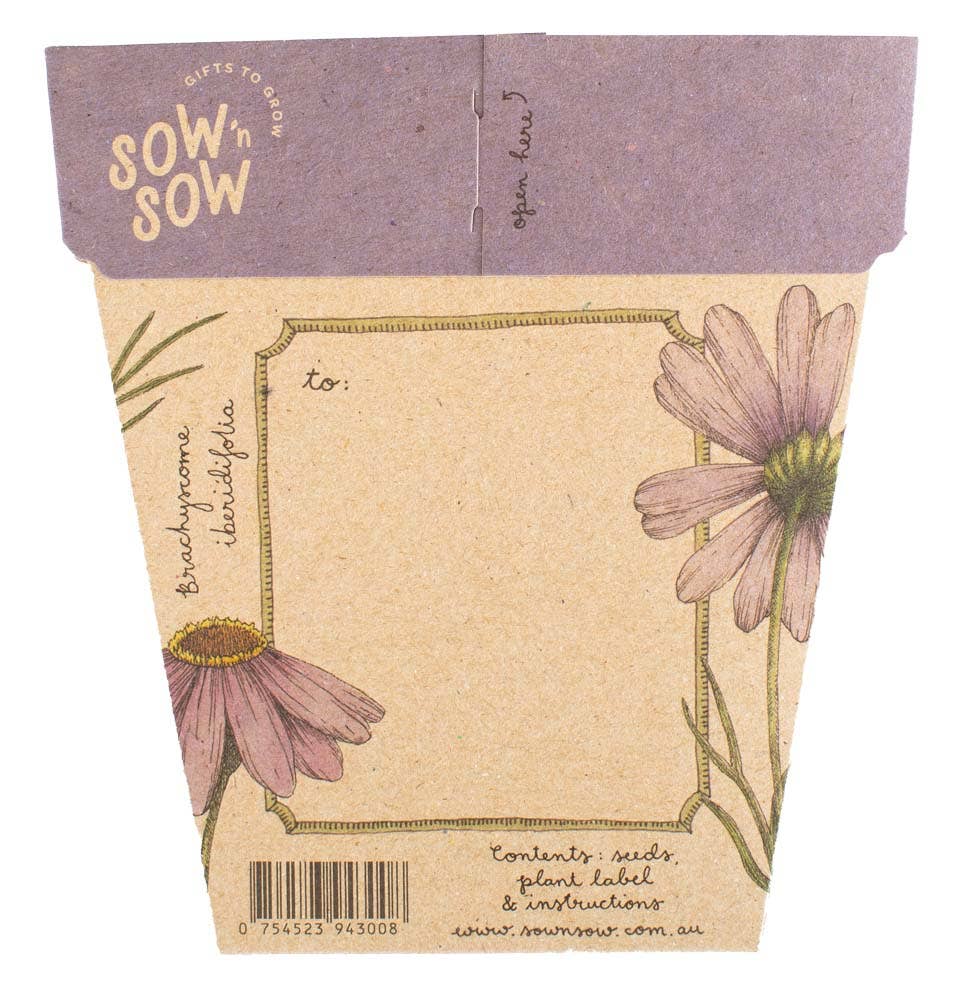 Swan River Daisy | Gift of Seeds