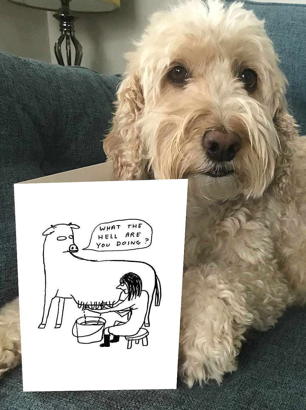 What the Hell Greeting Card | David Shrigley