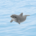 Lucky Dolphin Mini