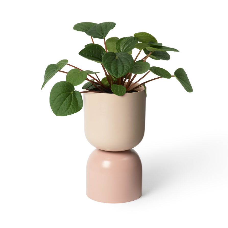 Tone Planter | Orchid and Sand