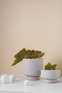 Collectors Gro Pot | Small Light Grey