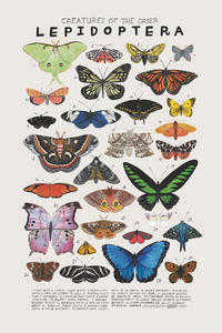 Creatures Of The Order Lepidoptera Print
